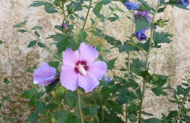 Maison à la Campagne - Foto 62