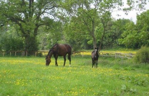 Blackberry Lodge - Foto 15