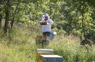 Domaine de L'Essentiel de Lavande - Foto 10