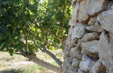 Agriturismo Tenuta La Siesta - Foto 20