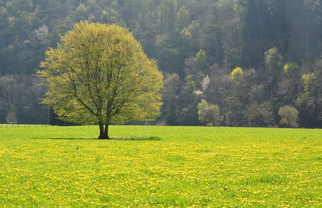 Holiday Home in Somme-leuze With Pool & Sauna - Foto 27