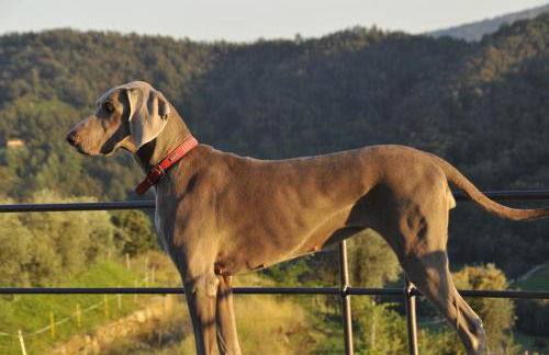 Colletto AgriBioRelais - Foto 42