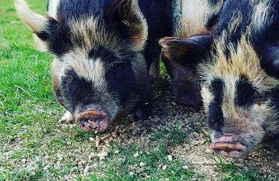 Willow Straw Bale Cabin - Foto 17