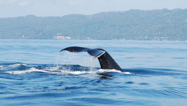 Whale watching in Samana