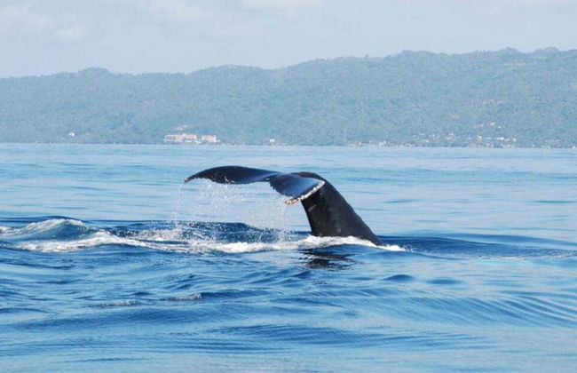 Avistamiento de ballenas en Samaná - Foto 4