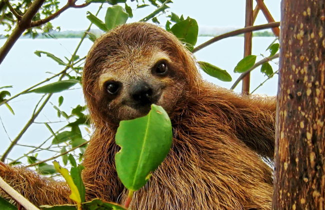 Avistamento de bichos-preguiça em La Fortuna - Foto 1