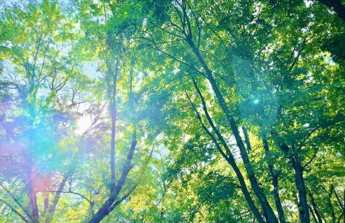 Forest and River Side Tranquil House - Foto 27