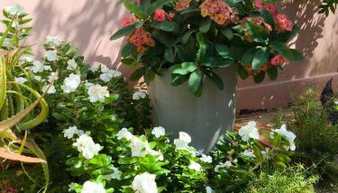 Casa Mari Suites - Foto 3, Garden