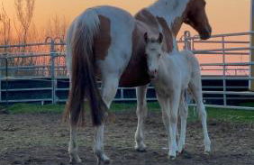 W Diamonds Ranch - Photo 12