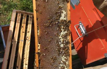 La Minucciola - Photo 7