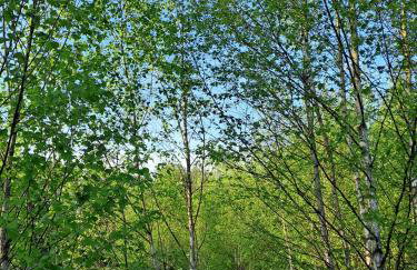 Japoński domek MITAKO - Foto 28