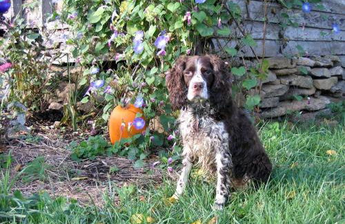 Lovely Cottage on Farm near Shenandoah National Park, Virginia - Foto 16