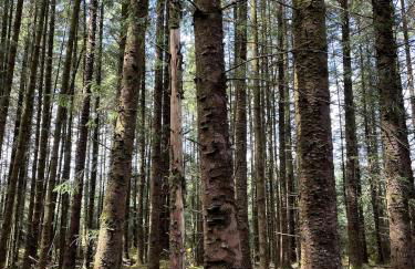 Belle 2 bedroom log cabin with hot tub, forest and loch - Foto 20