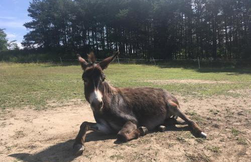 Toskania Kociewska - Photo 55