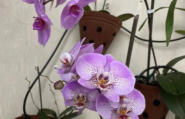 Casa confortável com um quarto - Foto 31