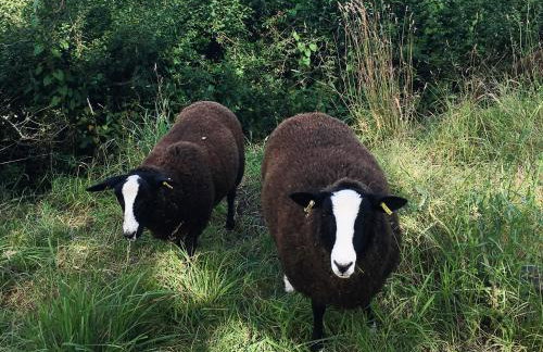 Calico Cottage - Foto 8