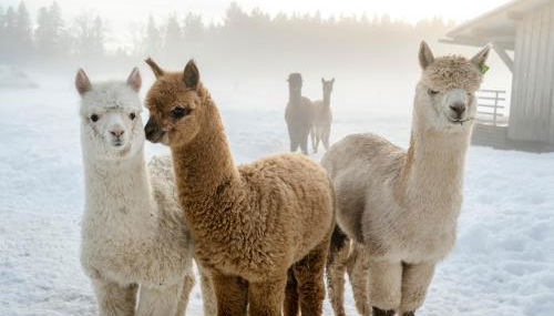 Hussnhof Farm Lodge - Foto 4