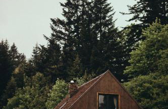 Mech i brzoza - Foto 1