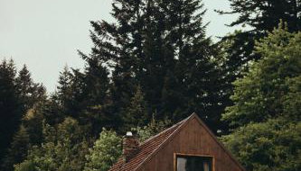 Mech i brzoza - Foto 1