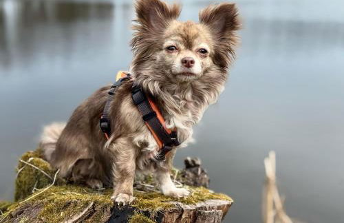 Hundeurlaub im Tiny House im Wald - Foto 1