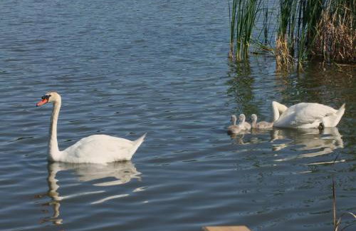 Jeziorosfera. Stodoła przy wodzie. - Foto 30