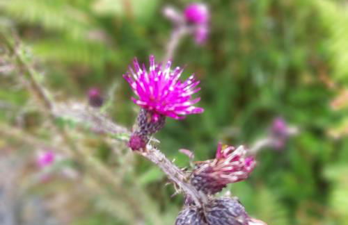 Off Grid 1-bed Cabin, Pets Ok, 20 Mins to Dunoon - Foto 26