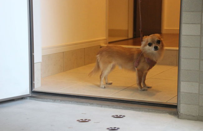 Coral Gate In Kume - Foto 26