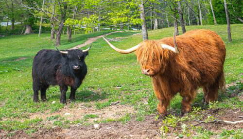 On Farm Charming Hendersonville Retreat! - Foto 2