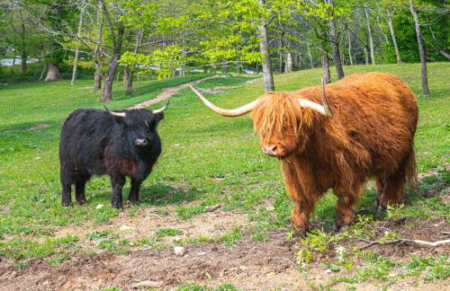 On Farm Charming Hendersonville Retreat! - Foto 2