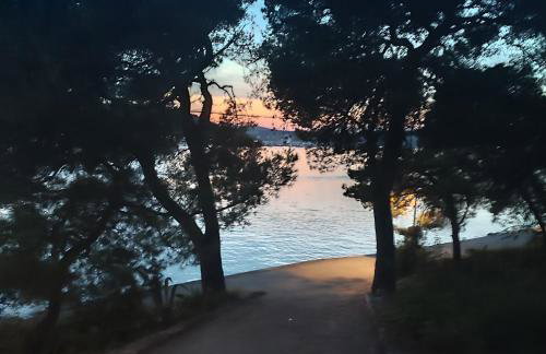 Amaryllis - Photo 27