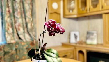 Holenderek Agro-Stajnia - Foto 3