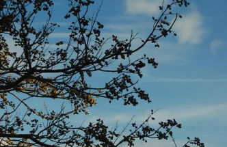 Aux Trompettes Violettes - Foto 50