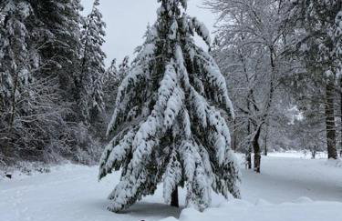 Tranquil Nature Retreat on 12 acres! - Foto 41