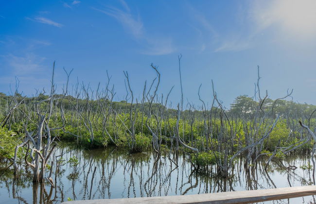 Villas VR Beachwalk Avellanas - Foto 78