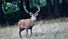 Gîte marguerite - Foto 5