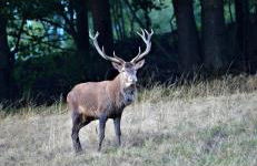 Gîte marguerite - Foto 5