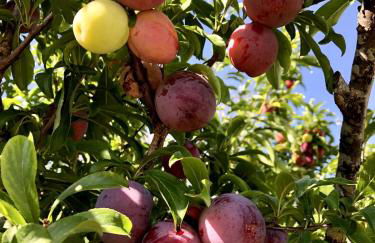 Casa Martins Country Apt 8 - Courtyard and pool - Foto 8