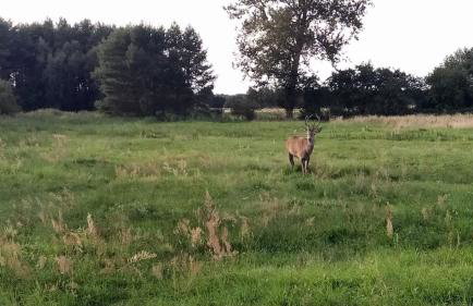 Słowińskie Widoki domki Flora, Fauna, noclegi Smołdziński Las - Foto 56