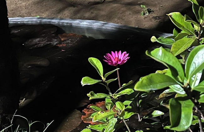 Cat Tien Villa Hoi An - Foto 52
