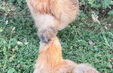 Sugar Brook Retreat - Foto 8