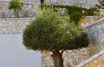 Prima Vista Beachfront Boutique Hotel - Foto 46