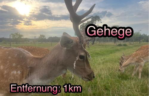 Wormis Apartment Heideblick bei Luckau - Foto 33