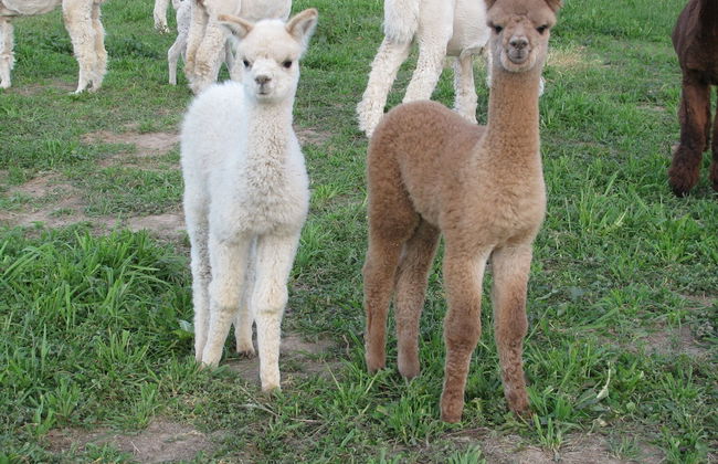 Silverstream Alpaca Farmstay and Tour - Foto 19