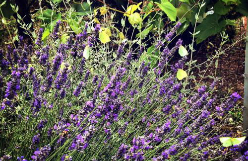 Agriturismo San Nicolò - Foto 28