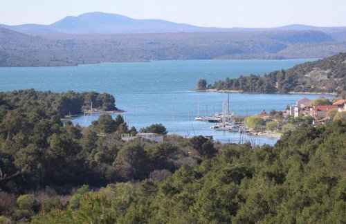 Dalmatian - Photo 49