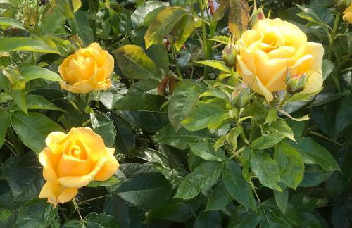 Octon Cottages Luxury 1 and 2 Bedroom cottages 1 mile from Taunton centre - Foto 71