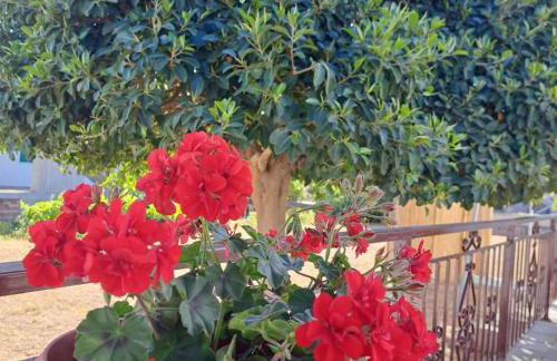 Villa Grevillea Mikri Vigla - Photo 34