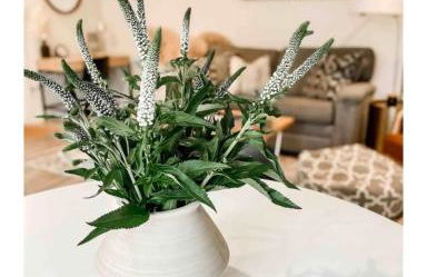 Southern Comfort - Hot tub - Modern - Relaxing - Foto 5