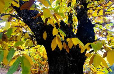 El rinconcito - Foto 4