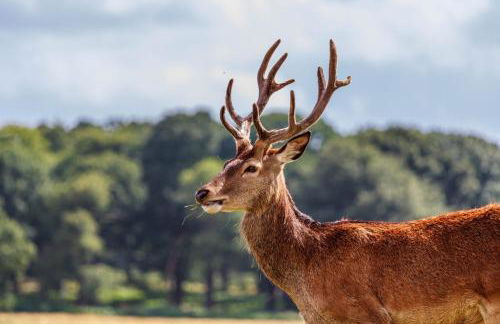 Richmond Riverside - Foto 28